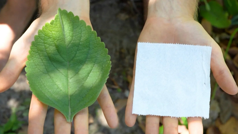 Mengenal Plectranthus Barbatus, Tanaman Pengganti Tisu Toilet yang Lebih Ramah Lingkungan