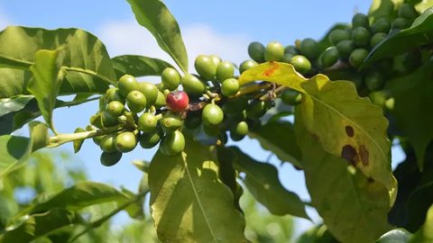 Cara Merebus Daun Benalu Kopi untuk Obat Kanker, Radang Sendi, hingga Masalah Tidur Mendengkur