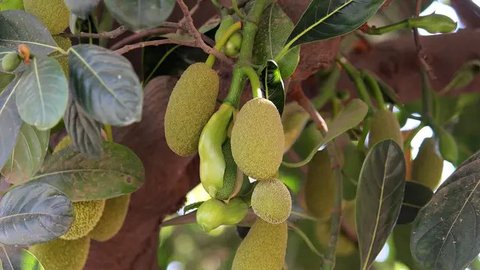 Cara Merebus Daun Nangka untuk Atasi Bekas Jerawat dan Turunkan Risiko Diabetes