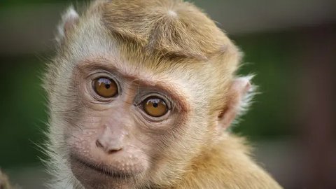Gara-Gara Monyet, Listrik Padam Satu Negara
