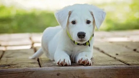 Anjing Peliharaan di China Tewas Tertabrak, Nasibnya Kemudian Sangat Mengenaskan