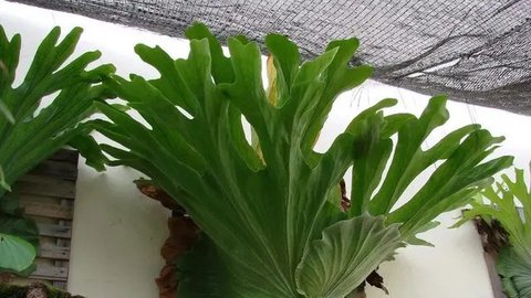 Cara Merebus Daun Tanduk Rusa, Bermanfaat untuk Mengatasi Haid Tidak Teratur dan Bantu Kontrol Tekanan Darah