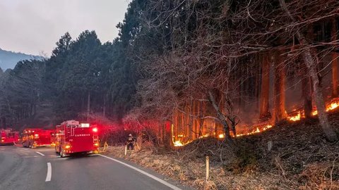 Jepang Hadapi Kebakaran Hutan Terbesar dalam 3 Dekade, Menyebar hingga 2100 Hektare