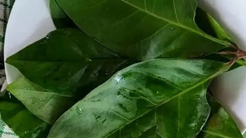 Metode Merebus Daun Salam untuk Menurunkan Kadar Asam Urat