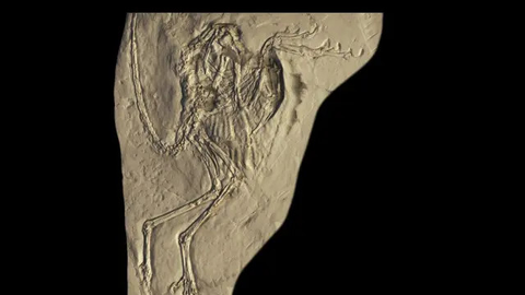 Dinosaurus Ada yang Bisa Terbang seperti Ayam, Ini Buktinya