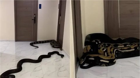 Warga Lepaskan Dua Ular Piton Jumbo di Kondominium Bikin Heboh, Alasannya Mengejutkan