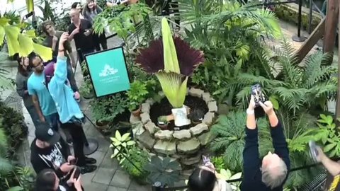 Bunga Bangkai Langka dari Sumatra Mekar di San Francisco, Pikat Banyak Pengunjung Datang