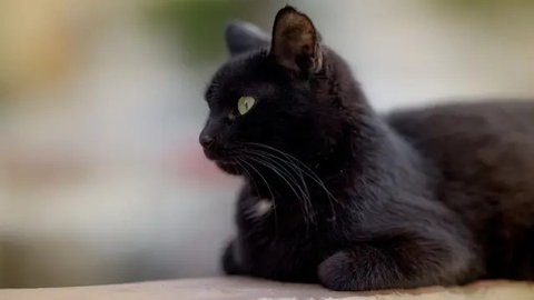Beruntung Masih Ada Kucing Hitam, Kalau tidak Bisa Bahaya
