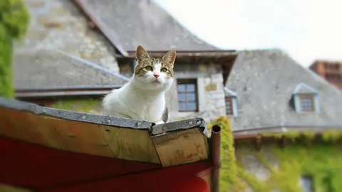 7 Tanaman yang Tidak Disukai Kucing, Ini Solusi Alami untuk Menjaga Halaman dan Rumah