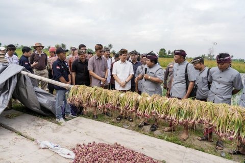 Badung Panen Raya: Komitmen Pemkab dalam Pengembangan Bawang Merah untuk Ketahanan Pangan Daerah