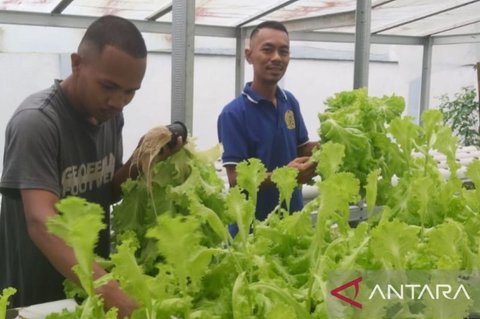Trivia Lapas: Tanpa Tanah, Pertanian Hidroponik Lapas Ambon Bekali WBP Keterampilan dan Dukung Ketahanan Pangan Nasional