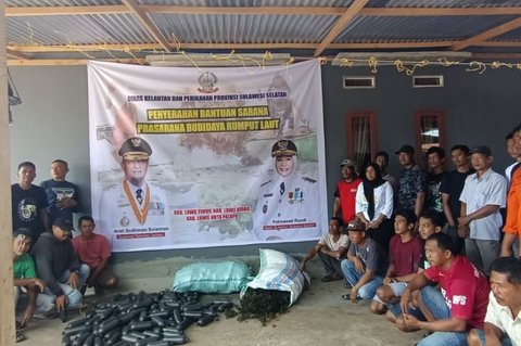 Tahukah Anda? Pemprov Sulsel Salurkan 141 Ton Bibit Rumput Laut untuk Petani di Luwu Raya, Dukung Produksi Nasional