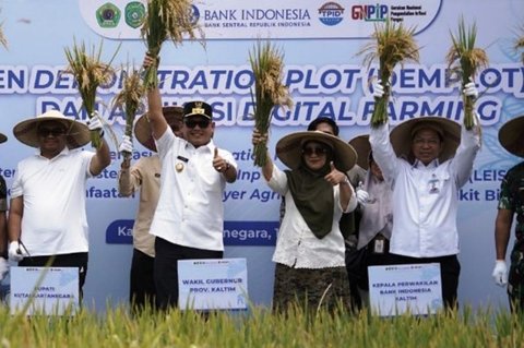 Panen Padi Melonjak 72 Persen: Pertanian LEISA Kalimantan Timur Tingkatkan Produksi Beras & Ketahanan Pangan