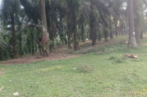 Ribuan Meter Lahan Pertanian di Lebak Rusak Akibat Hama Babi Hutan Lebak, Petani Merugi dan Duga Perubahan Habitat Jadi Pemicu