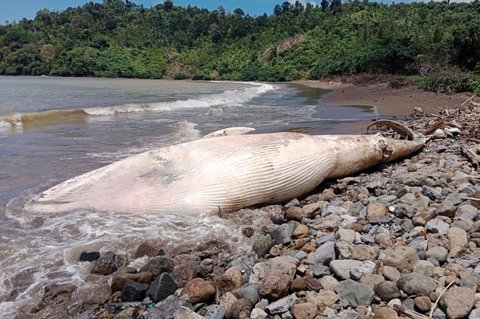 Misteri Kematian Paus Balin Sepanjang 7 Meter: Bangkai Paus Terdampar di Pantai Tulungagung, Dibiarkan Terurai Alami