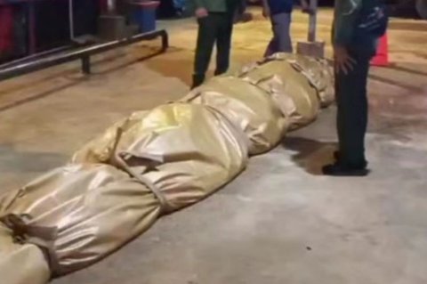 DPKP Inhil Kirim Bangkai Buaya Raksasa 585 Kg ke Jakarta untuk Diawetkan
