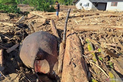 Gajah Sumatera Mati Akibat Banjir Bandang di Pidie Jaya, Terjebak Tumpukan Kayu Hutan