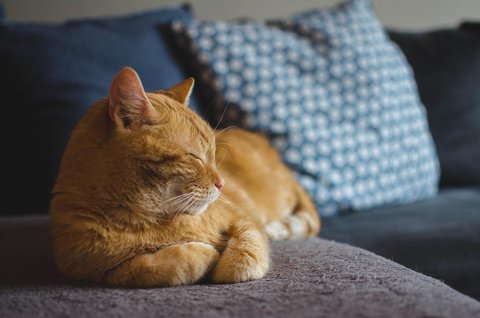 Rumah Bebas Bau, Intip 10 Cara Cegah Kucing Kencing Sembarangan Demi Kebersihan Hunian