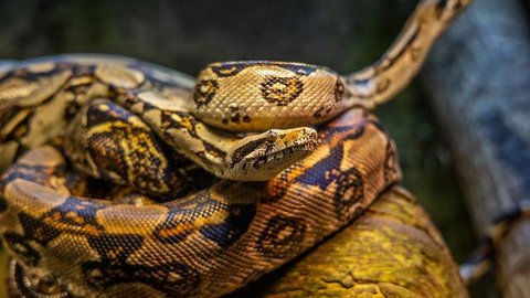 Ular Sanca Ternyata Sangat Berbahaya Meski Tak Berbisa, Ini Risiko Fatalnya untuk Manusia