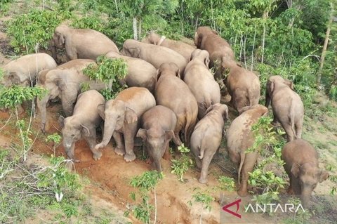 Waspada! Kawanan Gajah Liar 18 Ekor Terpantau di Jalan Suoh-Tanggamus, Warga Diminta Hati-hati