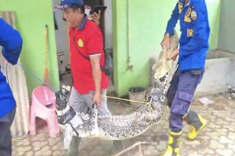 Evakuasi Buaya Lampung Selatan: Damkarmat Selamatkan Reptil Peliharaan Warga di Natar