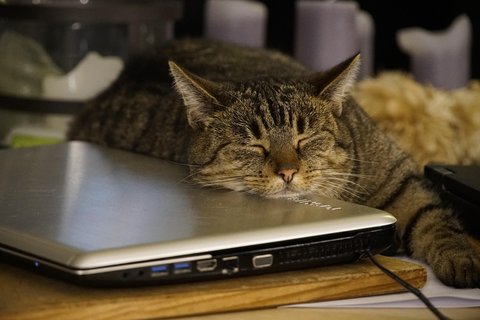 8 Alasan Kucing Suka Duduk di Laptop, Cat Lovers Harus Tahu