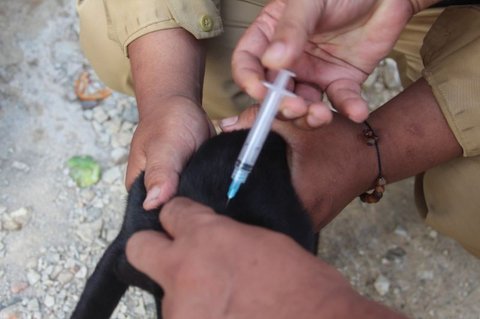 Banten Pertahankan Status Bebas Rabies Selama 14 Tahun dengan Pengawasan Ketat