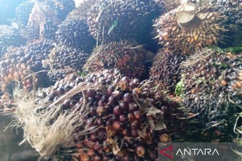 Investasi Pertanian Kaltim Capai Rp8,97 Triliun, Sektor Pangan dan Perkebunan Jadi Andalan