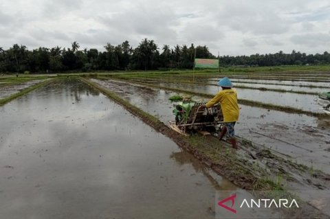 DKPP Bantul Tingkatkan Target Tanam Padi 35 Ribu Hektare di 2026