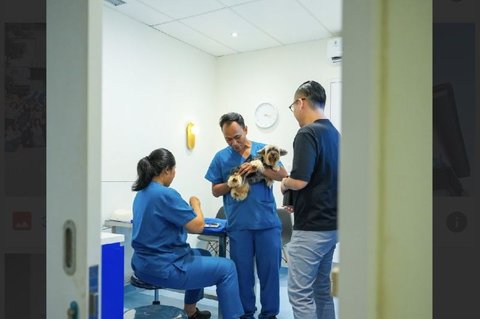 Pergeseran Budaya Perawatan Hewan Urban: Dari Darurat Menjadi Gaya Hidup Sehat