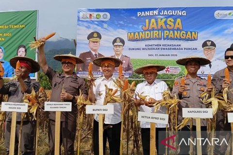 Kejari Sigi Panen Jagung 6 Ton, Dukung Swasembada Pangan Nasional