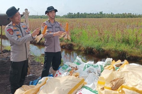 Polresta Banjarmasin Sukses Panen Jagung Pascabanjir Kuartal IV, Dukung Ketahanan Pangan Nasional