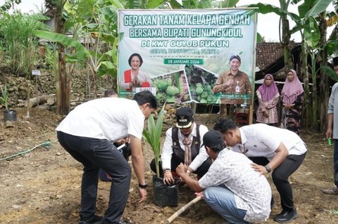 Pemkab Gunungkidul Salurkan Ribuan Bibit Kelapa Genjah, Perkuat Ekonomi Kerakyatan