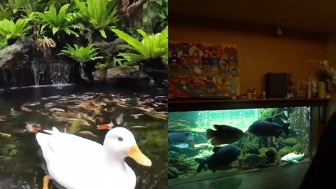 Intip 7 Kolam Ikan di Rumah Irfan Hakim, Salah Satunya Terletak di Tangga