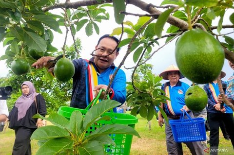 Brudifa Jajaki Kerja Sama Alpukat di Situbondo, Potensi Agribisnis Terbuka Lebar