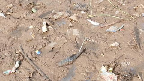 Kesaksian Warga Mencoba Ikan Sungai Cisadane Tercemar Pestisida, Mengaku Pusing dan Kliyengan