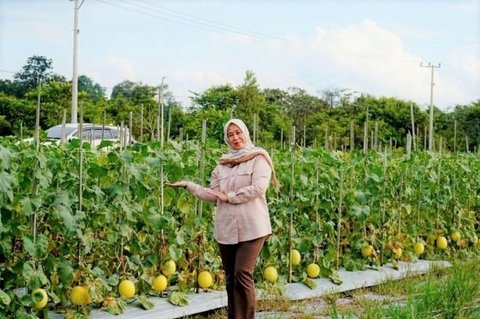 TP PKK Barito Utara Dorong Pengembangan Golden Melon, Optimalkan Potensi Lokal Petani