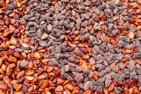 Harga Kakao Anjlok Drastis, Petani Lebak Tunda Penjualan Hindari Kerugian