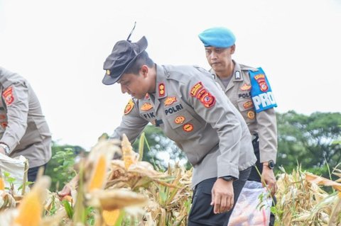 Kapolres Karawang Pimpin Panen Raya Jagung 28 Ton, Perkuat Ketahanan Pangan Daerah