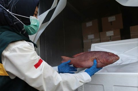 Karantina Kepri Fasilitasi Ekspor Perdana Ikan Angoli Kerapu Senilai Rp134 Juta ke Australia