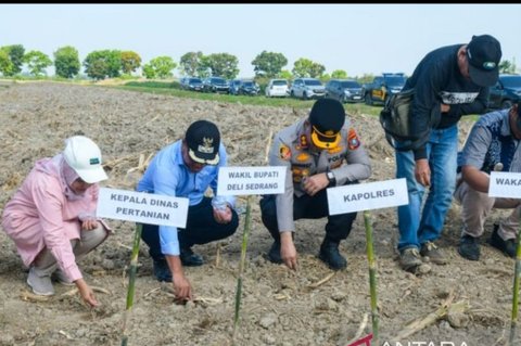 Pemkab Deli Serdang dan Polres Pelabuhan Belawan Perkuat Sinergi Ketahanan Pangan Lewat Tanam Jagung Serentak