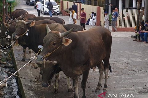 Permintaan Daging Sapi Sumsel Melonjak 5 Persen Selama Ramadhan 2026, Harga Mulai Merangkak Naik