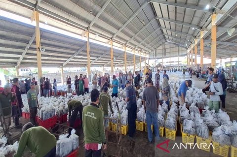 Lelang Ikan TPI Pekalongan Melonjak Drastis, Ekonomi Lokal Bergairah