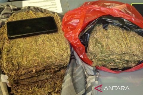 Polda Metro Jaya Gagalkan Peredaran 4,3 Kg Ganja di Depok, Satu Tersangka Diamankan