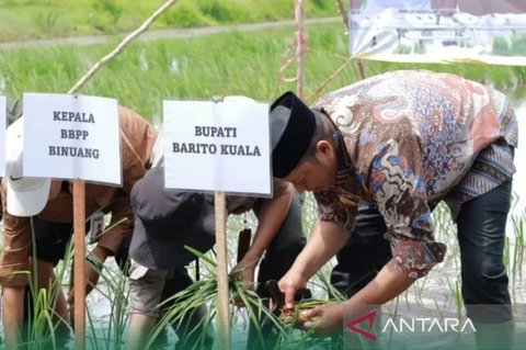 Optimasi Lahan Rawa Batola: Pemkab Batola Targetkan 1.696 Hektare untuk Swasembada Pangan