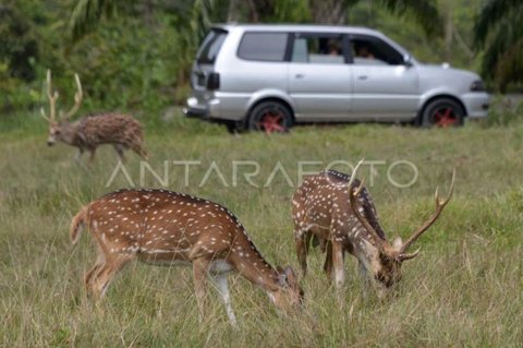 Rusa Tertabrak Tol Serpan di Lebak: Pengendara Selamat, Pengelola Prioritaskan Pengamanan Satwa