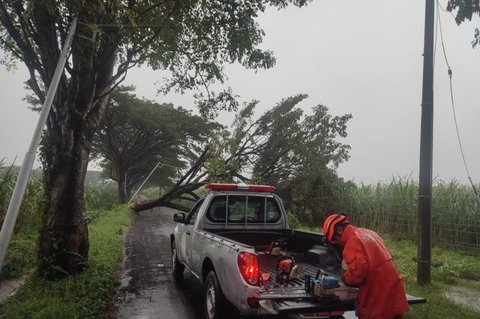 BPBD Kediri Imbau Warga Siaga Hadapi Cuaca Ekstrem, Puluhan Pohon Tumbang