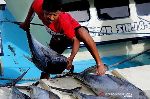 Komoditas Perikanan Pemicu Utama Deflasi Maluku Maret 2026