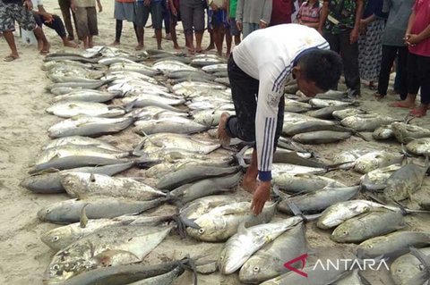 Puluhan Ton Ikan Segar Terserap untuk Program MBG Simeulue, Dorong Kesejahteraan Nelayan