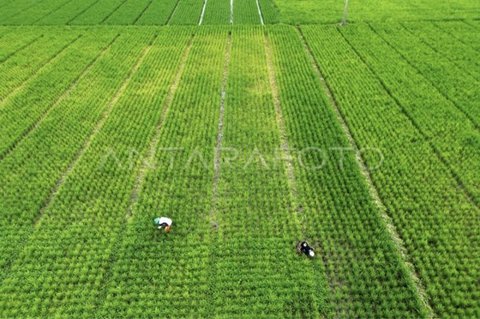 Kotim Targetkan Penanaman Padi Serentak 284 Hektare di Lahan Cetak Sawah Rakyat untuk Ketahanan Pangan